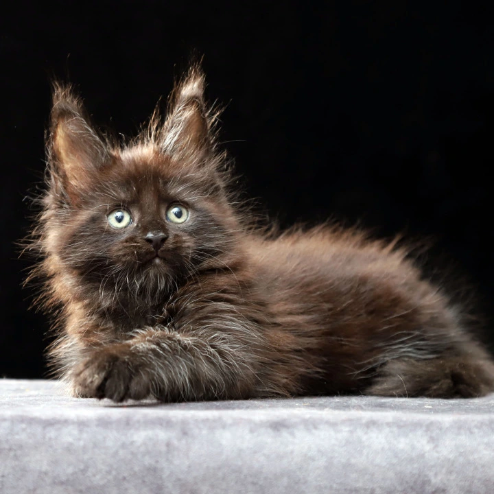 Oberon Maine Coon Kittens | Kitten for sale.