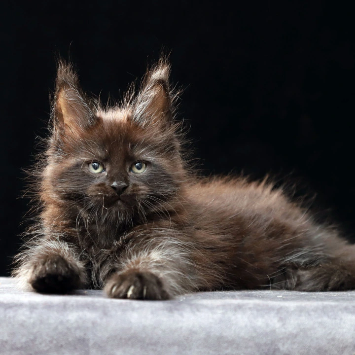 Oberon Maine Coon Kittens | Kitten for sale.