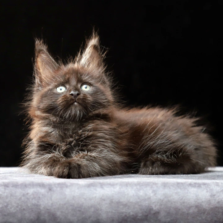 Oberon Maine Coon Kittens | Kitten for sale. 