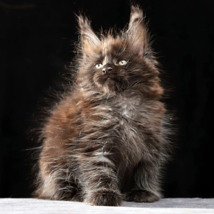 Orson Maine Coon Kittens | Large selection of kittens. 