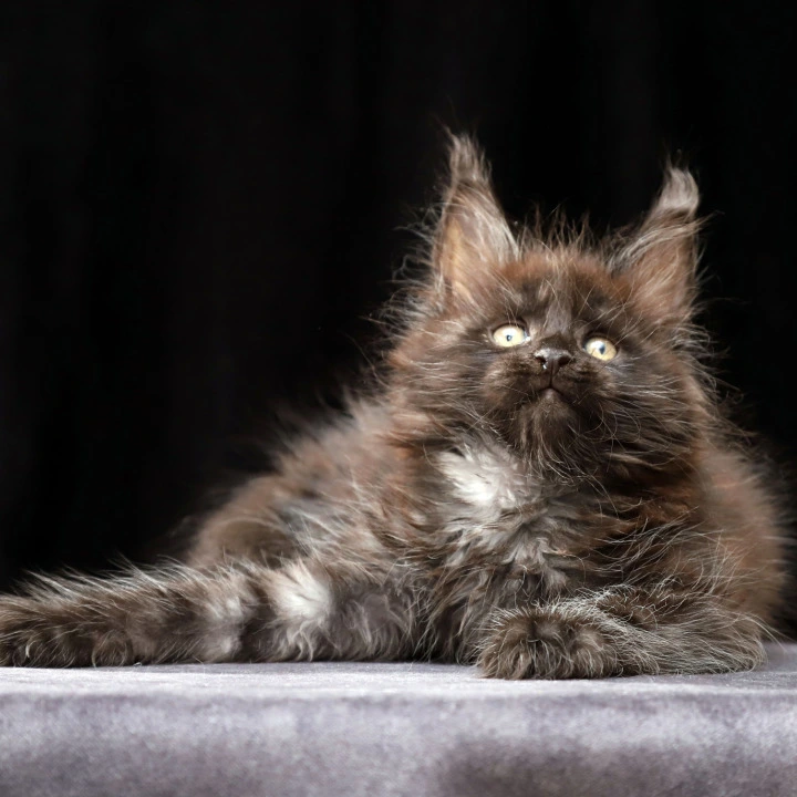 Orson Maine Coon Kittens | Large selection of kittens. 