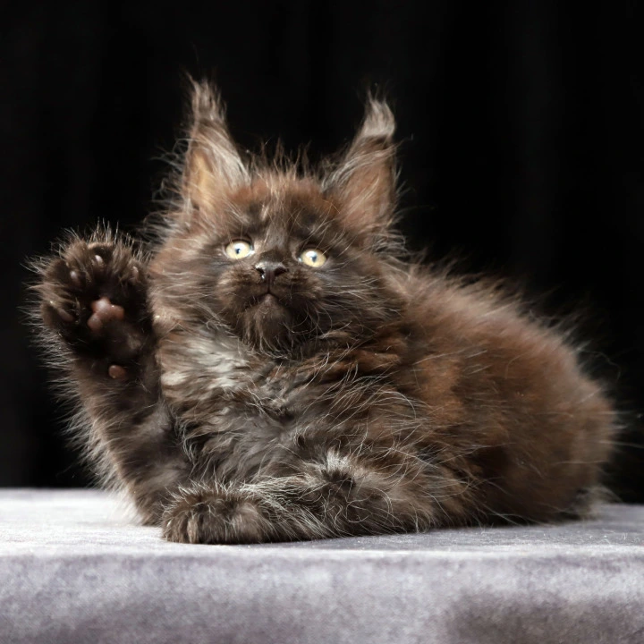 Orson Maine Coon Kittens | Large selection of kittens. 