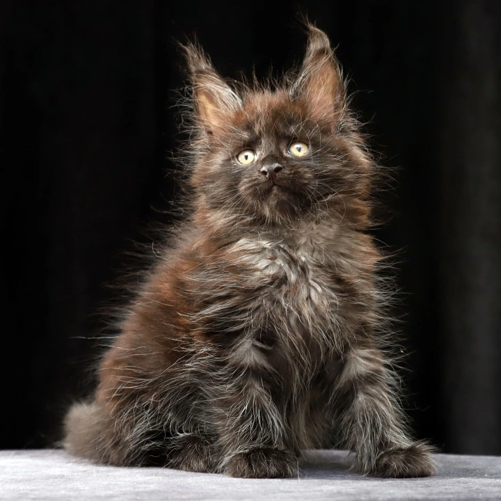 Orson Maine Coon Kittens | Large selection of kittens. 