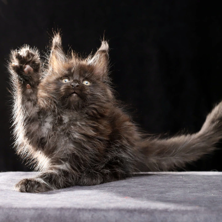 Orson Maine Coon Kittens | Large selection of kittens. 