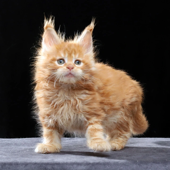 Penn Maine Coon Kittens | Kittens for sale. 
