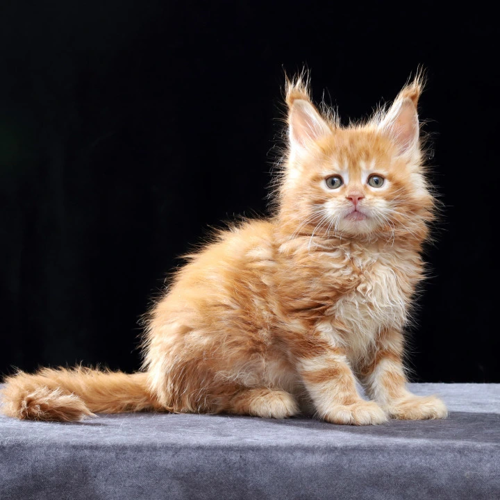 Penn Maine Coon Kittens | Kittens for sale. 