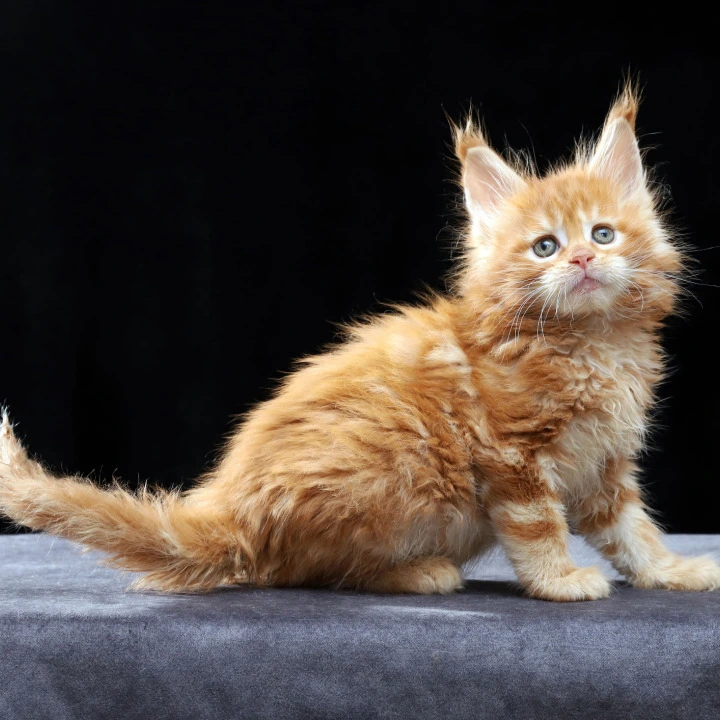 Penn Maine Coon Kittens | Kittens for sale. 
