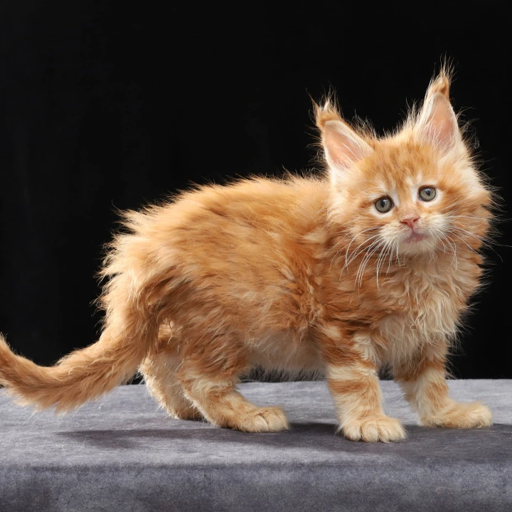 Penn Maine Coon Kittens | Kittens for sale. 