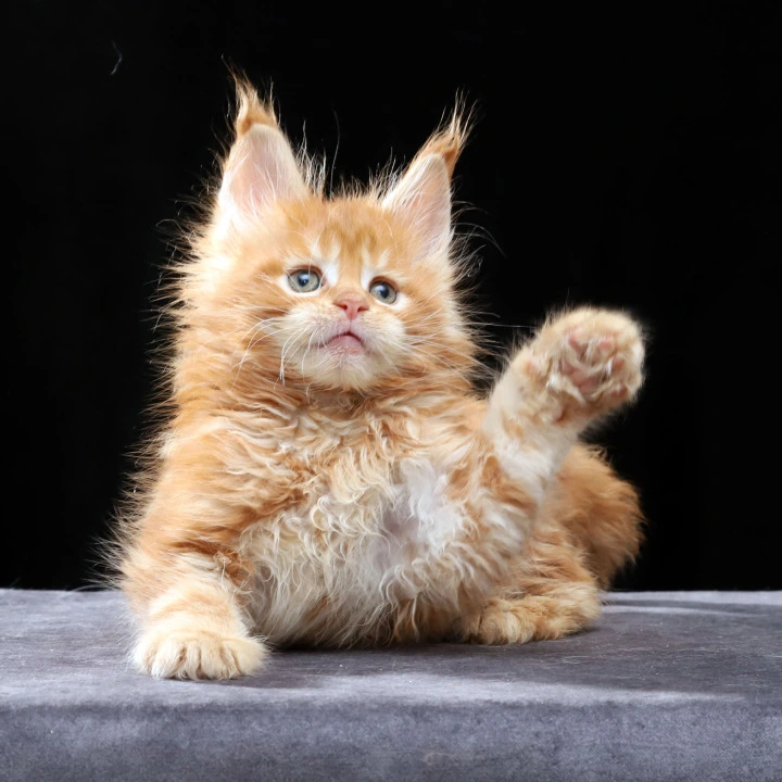 Penn Maine Coon Kittens | Kittens for sale. 