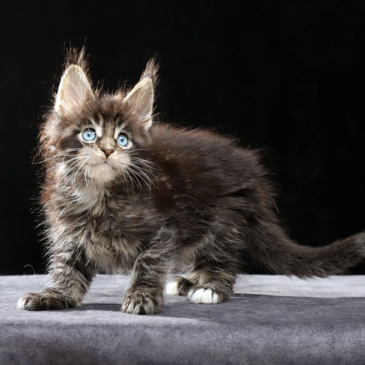 Patricia Maine Coon Kittens | Large selection of kittens.