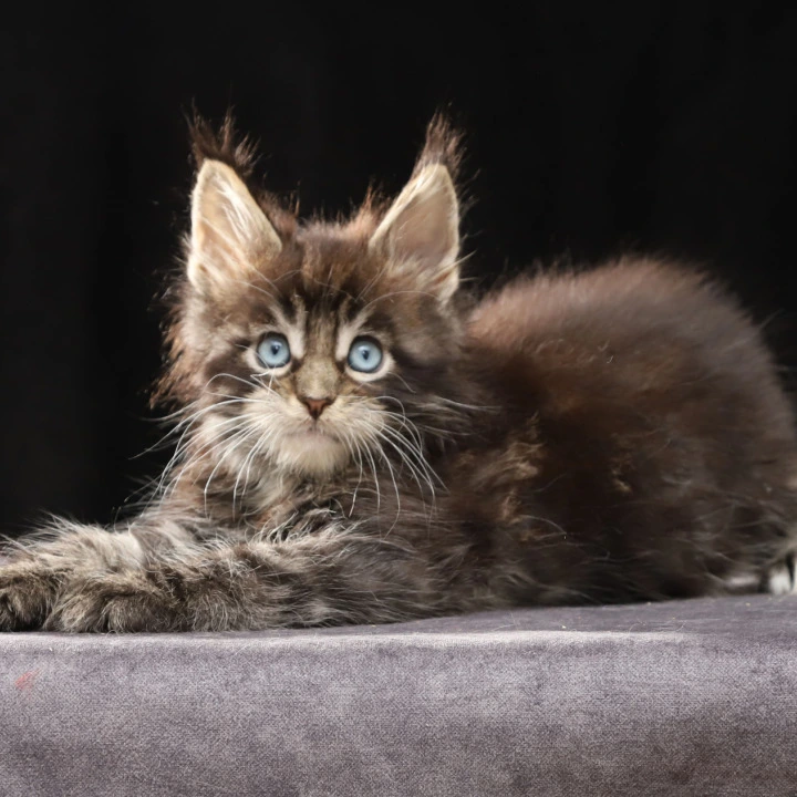 Patricia Maine Coon Kittens | Large selection of kittens.