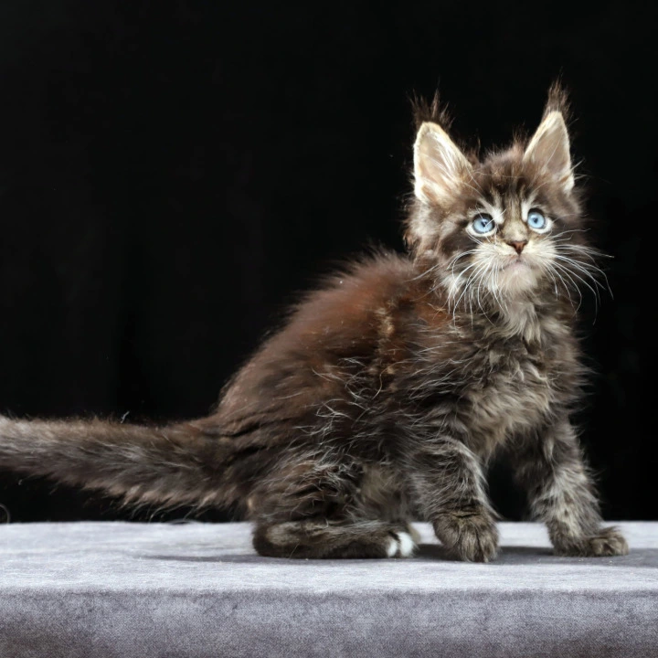 Patricia Maine Coon Kittens | Large selection of kittens.