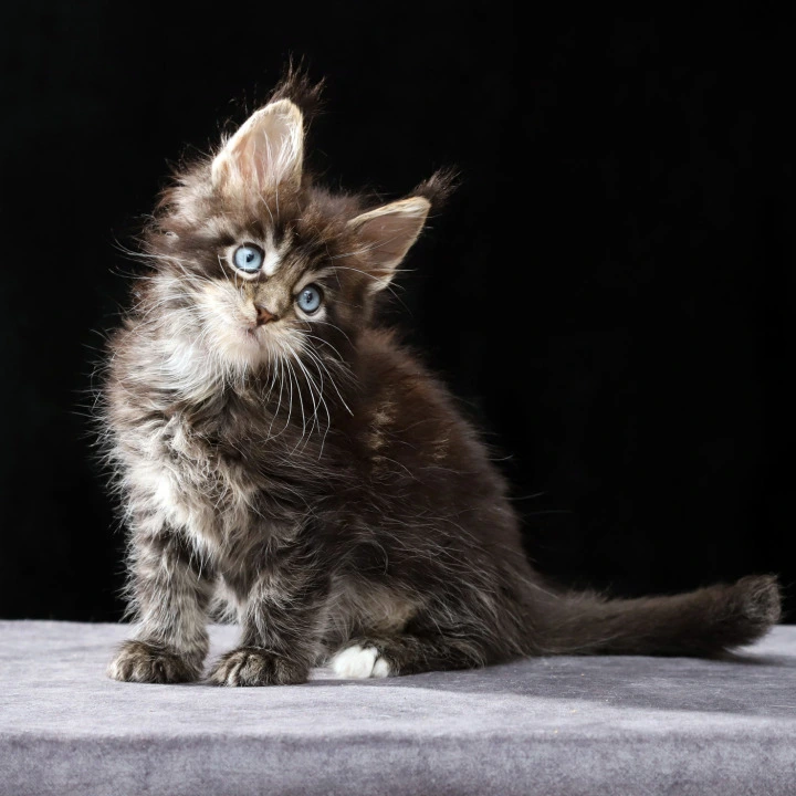 Patricia Maine Coon Kittens | Large selection of kittens. 
