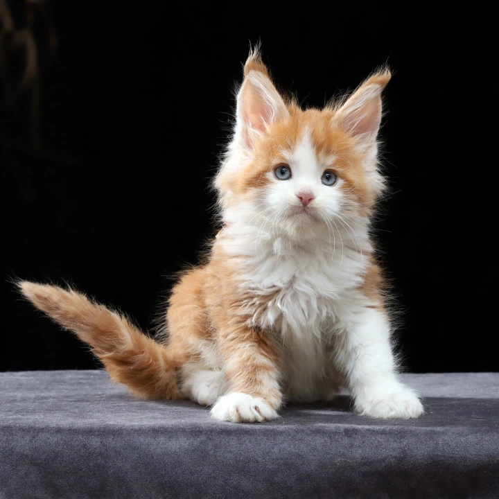 Pirat Maine Coon Kittens | Buy a kitten. 