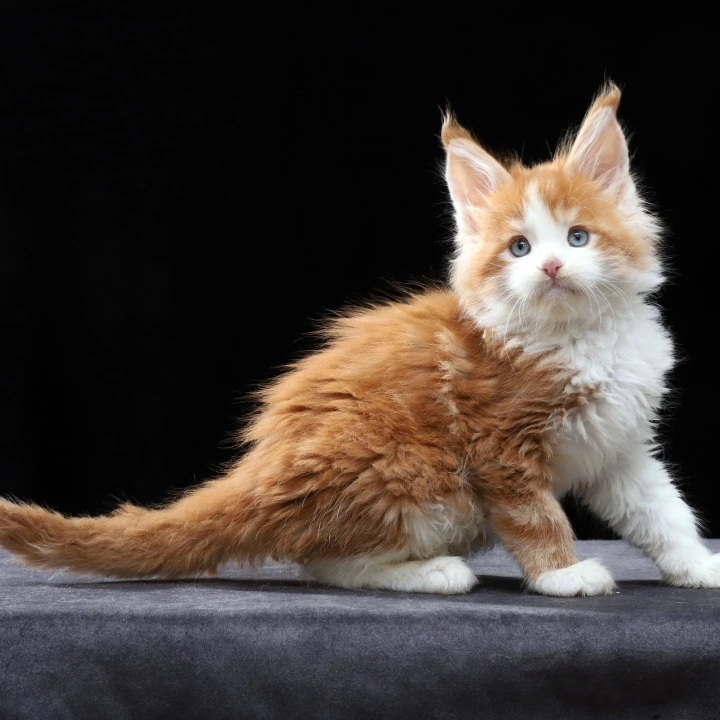 Pirat Maine Coon Kittens | Buy a kitten. 