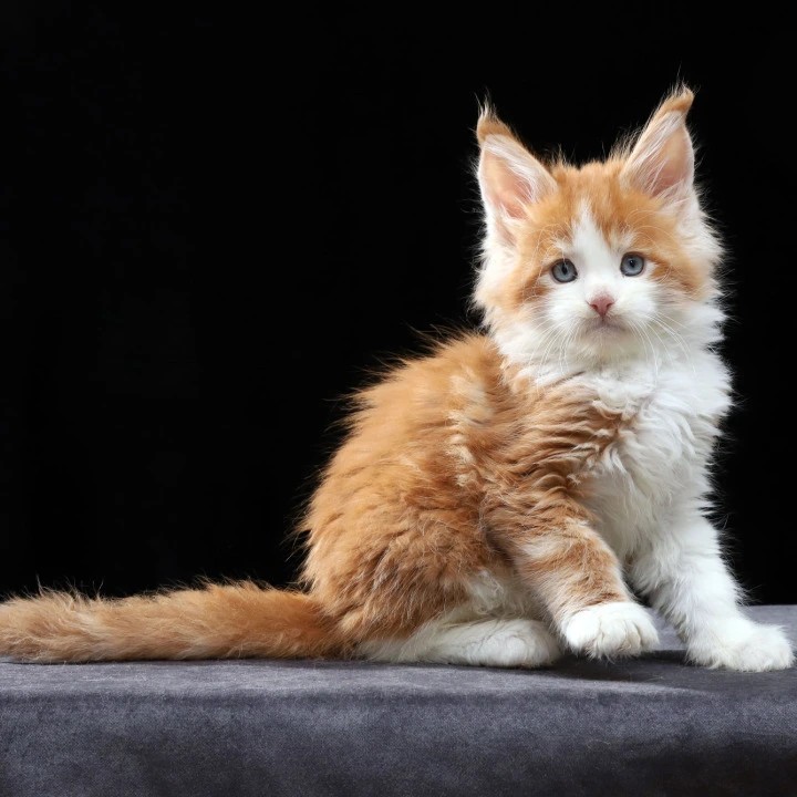 Pirat Maine Coon Kittens | Buy a kitten. 
