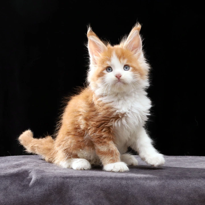 Pirat Maine Coon Kittens | Buy a kitten. 