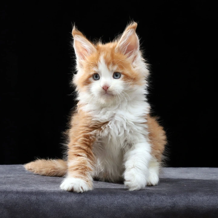 Pirat Maine Coon Kittens | Buy a kitten. 