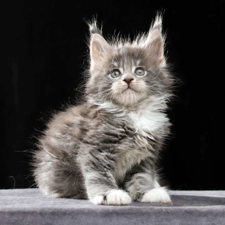 Platon Maine Coon Kittens | Large selection of kittens. 