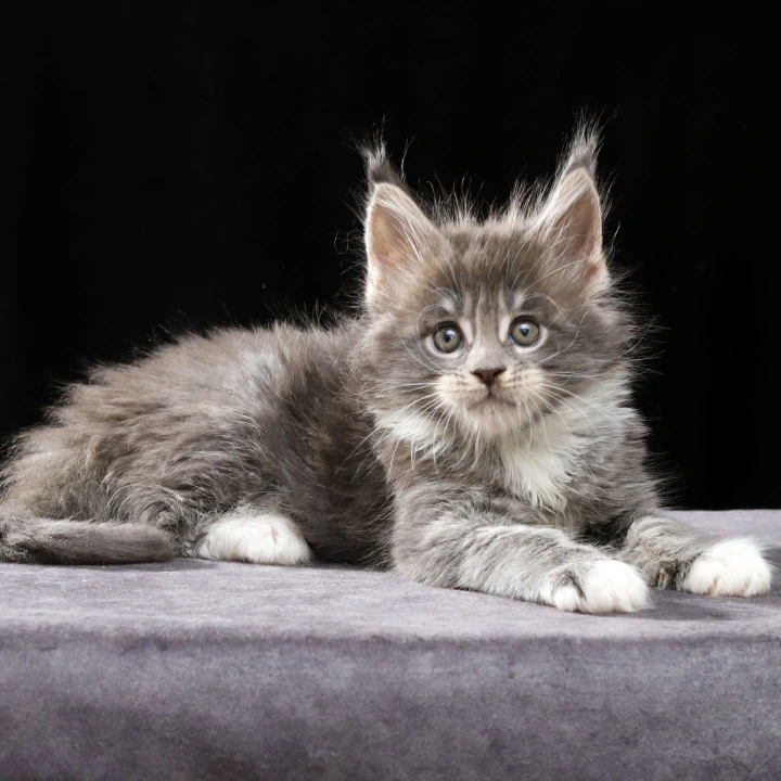 Platon Maine Coon Kittens | Large selection of kittens. 