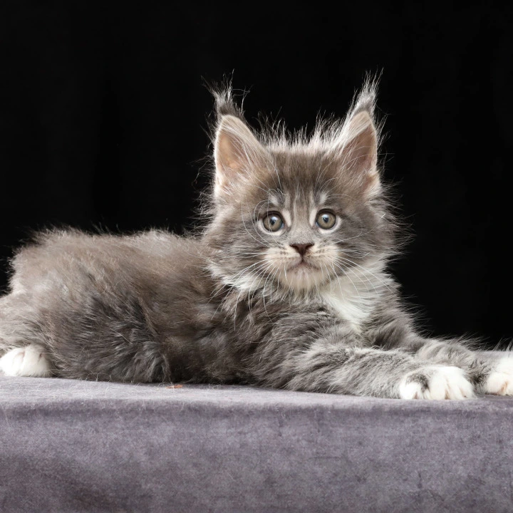 Platon Maine Coon Kittens | Large selection of kittens. 