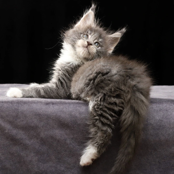 Platon Maine Coon Kittens | Large selection of kittens. 