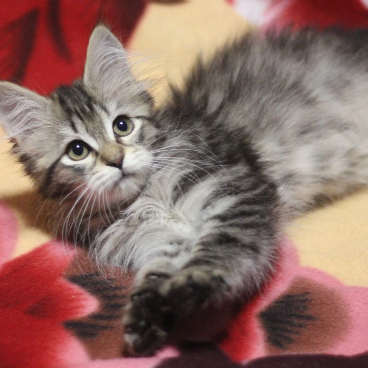 Aishwarya Siberian Kittens | Kitten for sale.