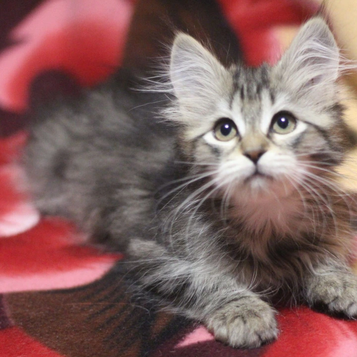 Aishwarya Siberian Kittens | Kitten for sale.