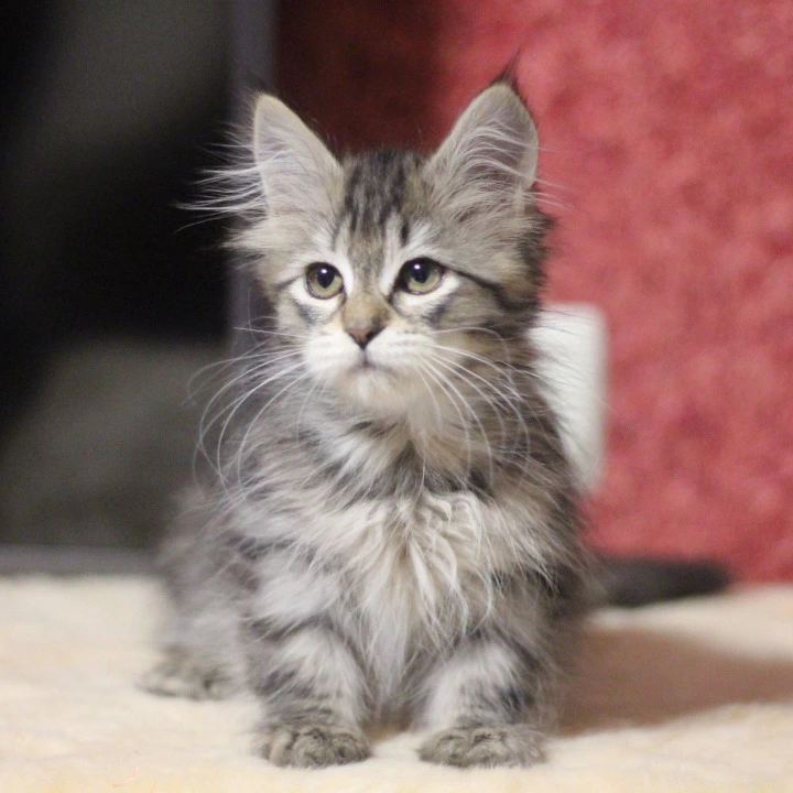 Aishwarya Siberian Kittens | Kitten for sale.