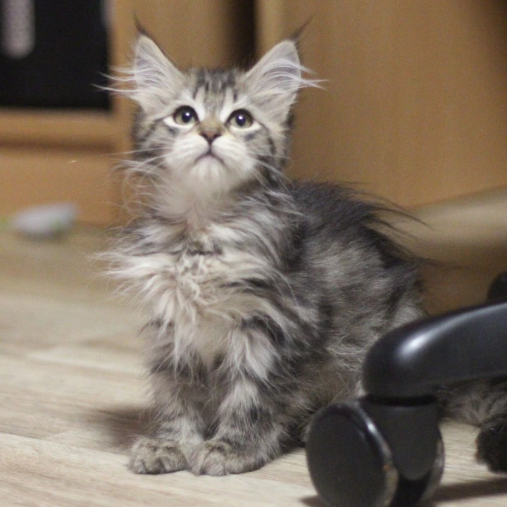 Aishwarya Siberian Kittens | Kitten for sale.