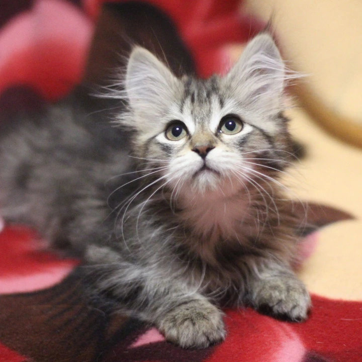 Aishwarya Siberian Kittens | Kitten for sale. 