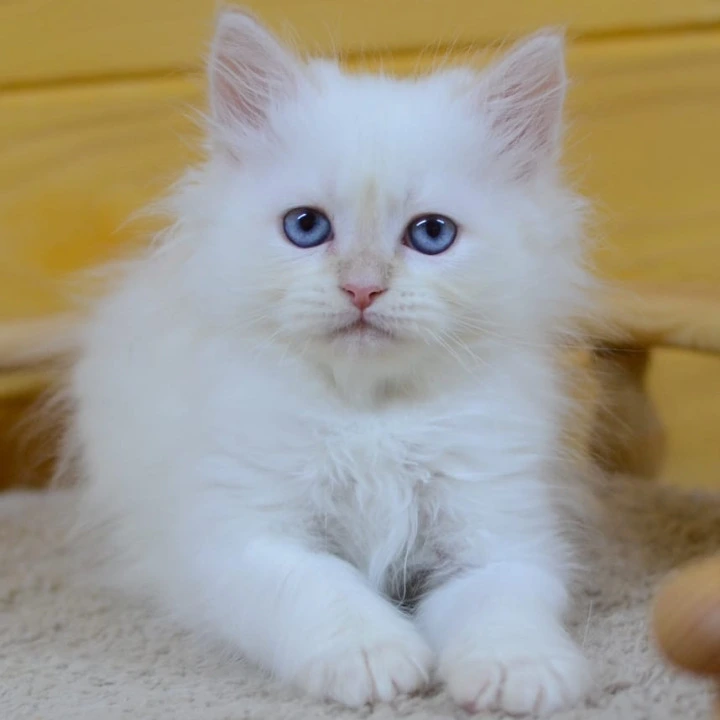 Yasha Siberian Kittens | Buy a kitten. 