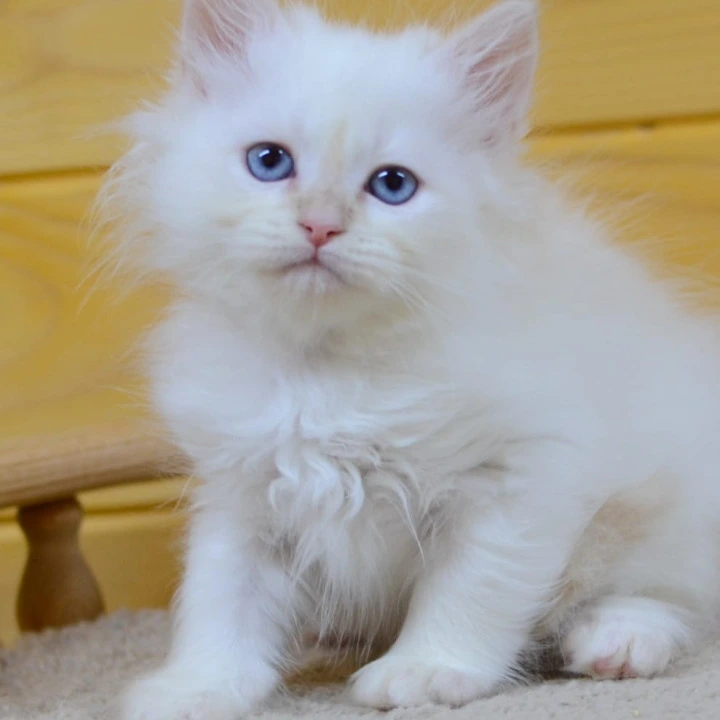 Yasha Siberian Kittens | Buy a kitten. 