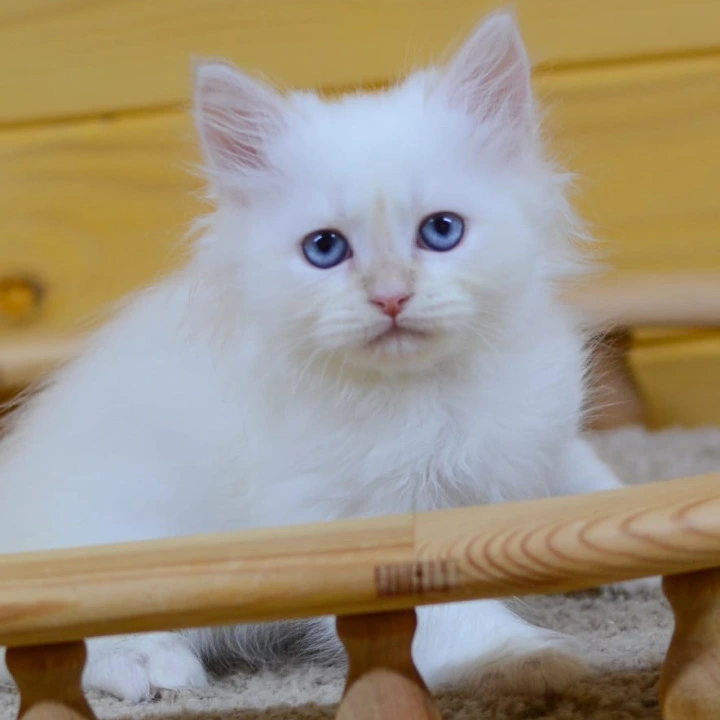 Yasha Siberian Kittens | Buy a kitten. 
