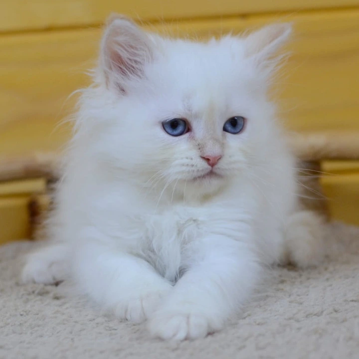 Yasha Siberian Kittens | Buy a kitten. 