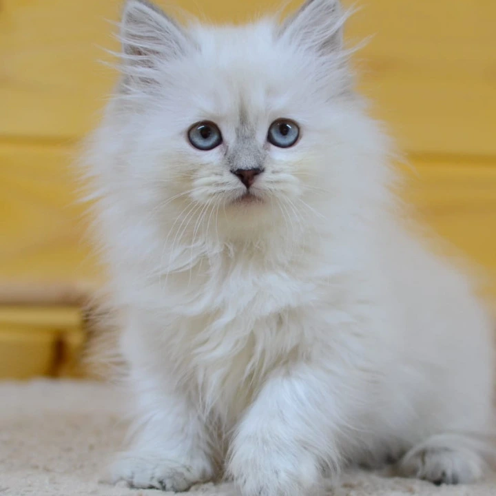 Yasia Siberian Kittens | Large selection of kittens. 