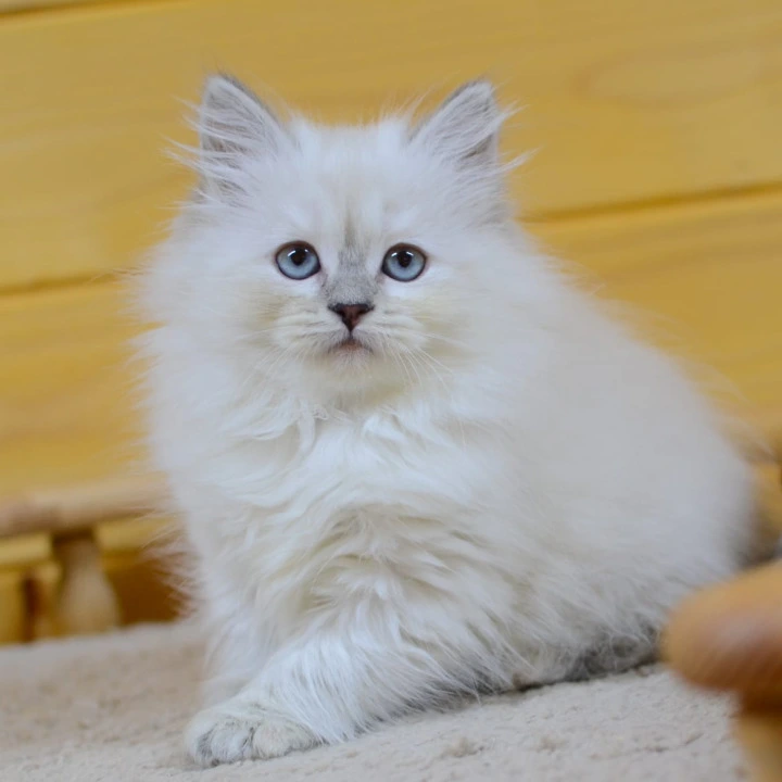 Yasia Siberian Kittens | Large selection of kittens.