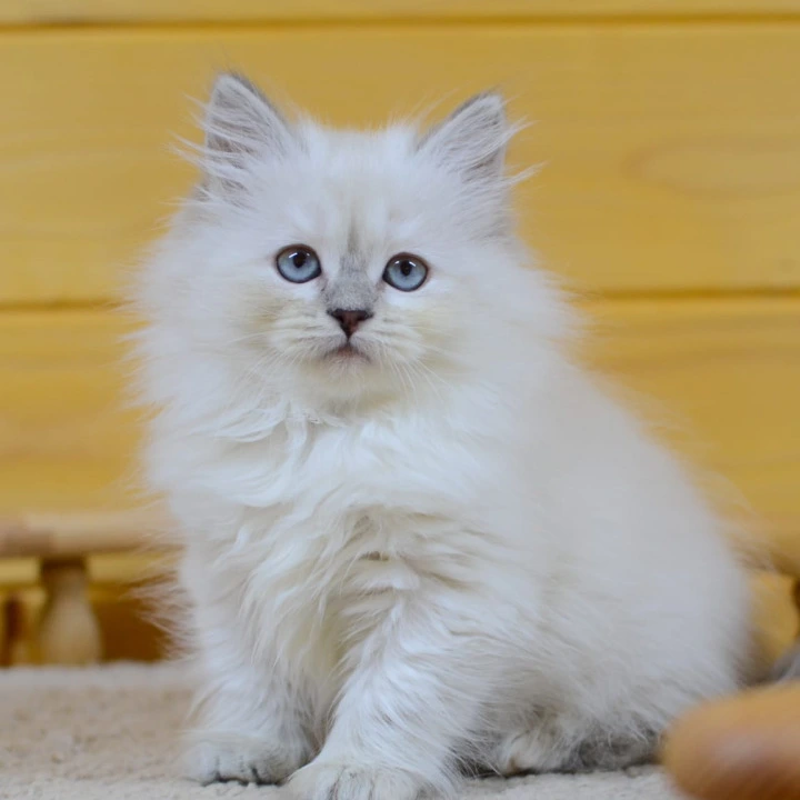 Yasia Siberian Kittens | Large selection of kittens.