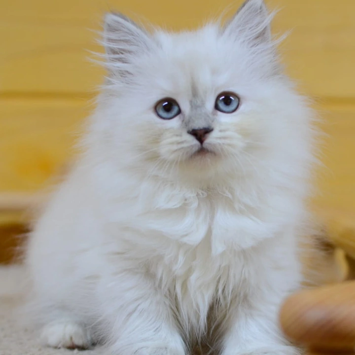 Yasia Siberian Kittens | Large selection of kittens.