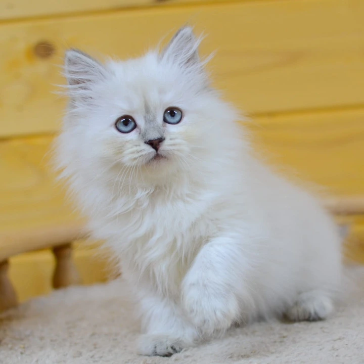 Yasia Siberian Kittens | Large selection of kittens. 