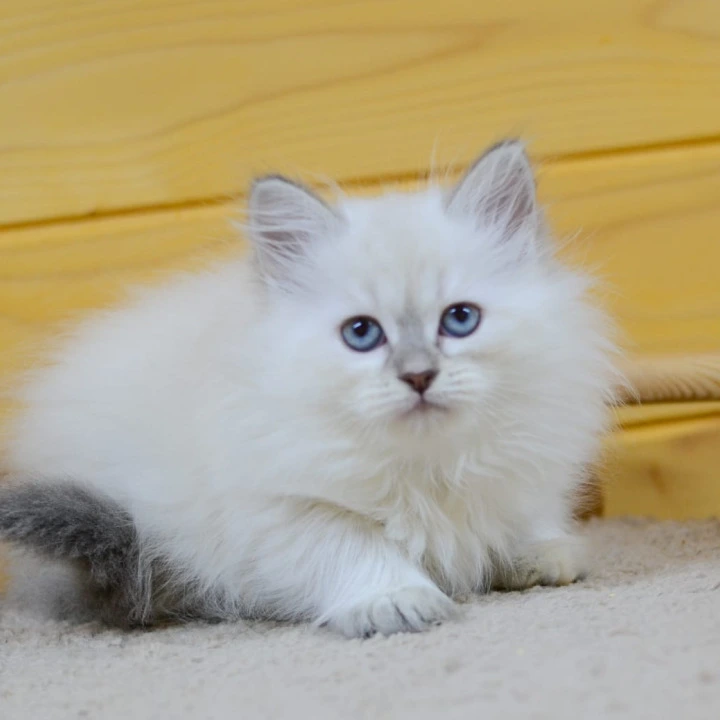 Yamila Siberian Kittens | Kittens for sale. 