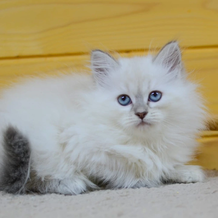 Yamila Siberian Kittens | Kittens for sale. 