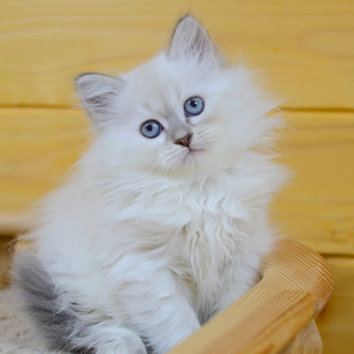Yamila Siberian Kittens | Kittens for sale. 