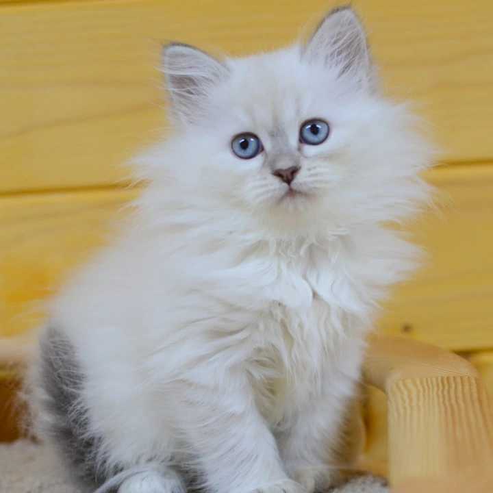 Yamila Siberian Kittens | Kittens for sale. 