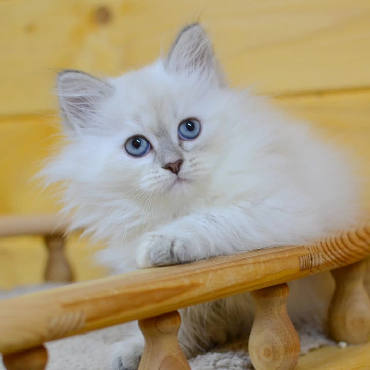 Yamila Siberian Kittens | Kittens for sale. 