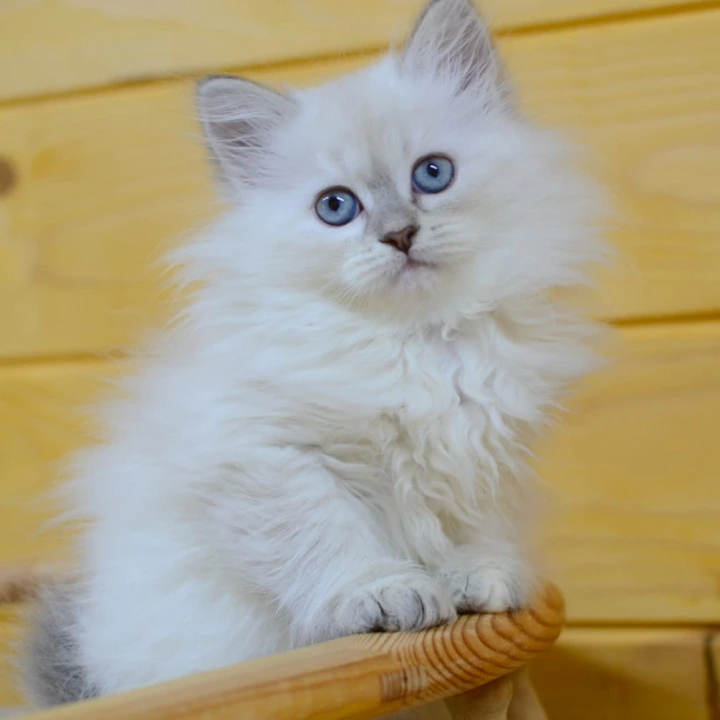 Yamila Siberian Kittens | Kittens for sale. 
