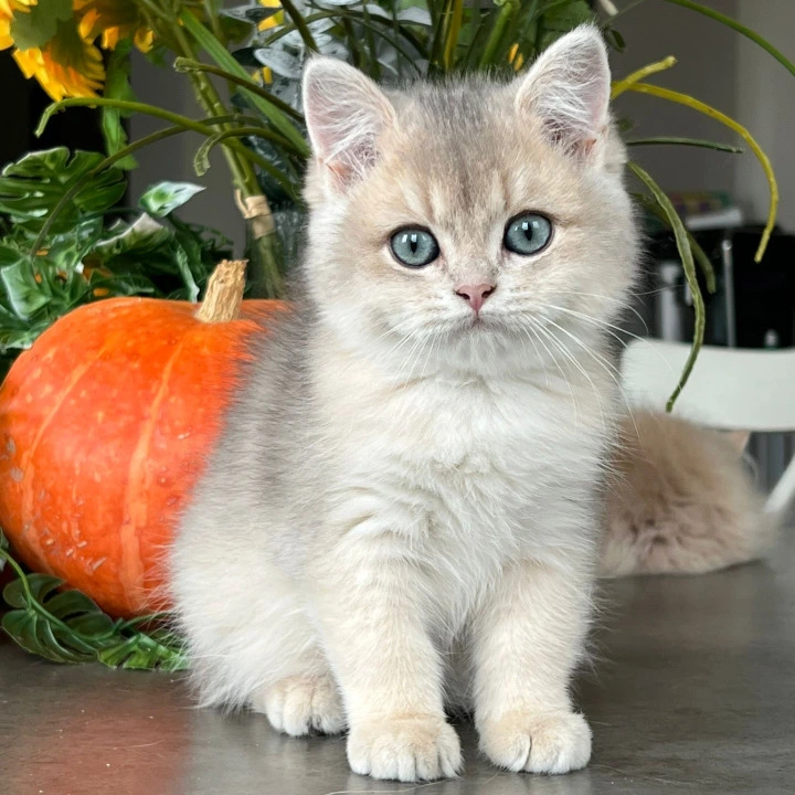 Martin British Shorthair Kittens | Kittens for sale. 