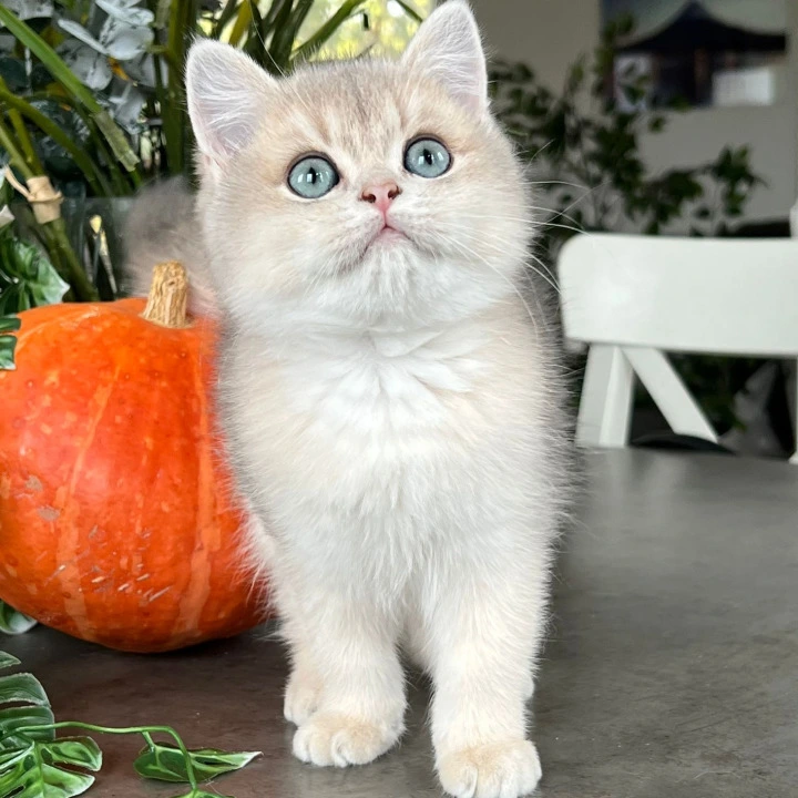 Martin British Shorthair Kittens | Kittens for sale. 