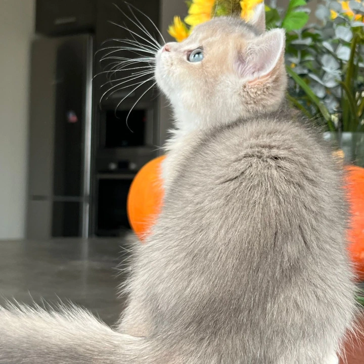 Martin British Shorthair Kittens | Kittens for sale. 