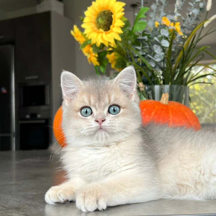 Martin British Shorthair Kittens | Kittens for sale. 